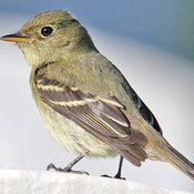 Yellow-bellied Flycatcher